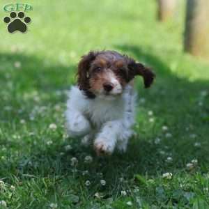 Taffy, Cavapoo Puppy
